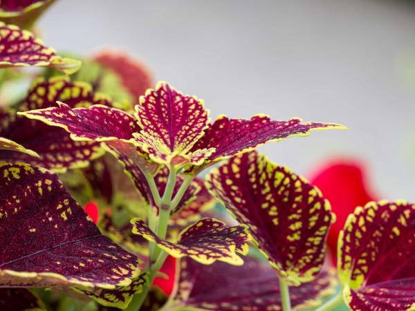 Hujšanje s forskolinom čisti telo in ga zdravi